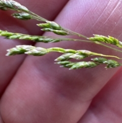 Poa sp. CNM1 (under review, formerly Poa meionectes) (Snow Grass) at Aranda Bushland - 2 Nov 2023 by lbradley