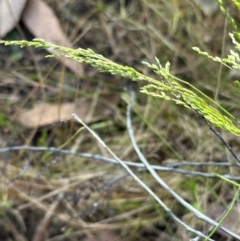 Poa sp. CNM1 (under review, formerly Poa meionectes) at Aranda, ACT - 2 Nov 2023