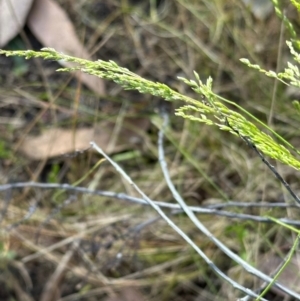 Poa sp. CNM1 (under review, formerly Poa meionectes) at Aranda, ACT - 2 Nov 2023