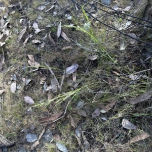 Poa sp. CNM1 (under review, formerly Poa meionectes) at Aranda, ACT - 2 Nov 2023