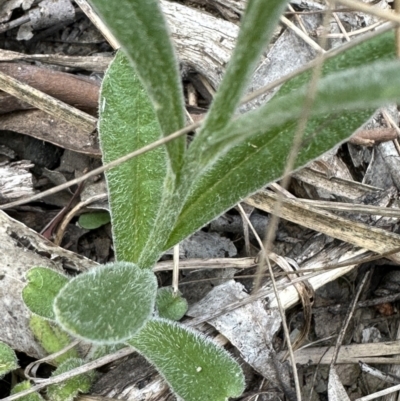 Coronidium scorpioides (Button Everlasting) at Aranda, ACT - 2 Nov 2023 by lbradley