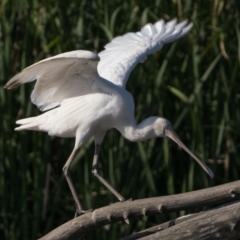 Platalea flavipes (Yellow-billed Spoonbill) at Fyshwick, ACT - 2 Nov 2023 by patrickcox