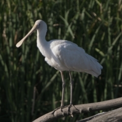 Platalea flavipes at Fyshwick, ACT - 2 Nov 2023 05:00 PM