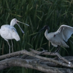 Platalea flavipes at Fyshwick, ACT - 2 Nov 2023 05:00 PM