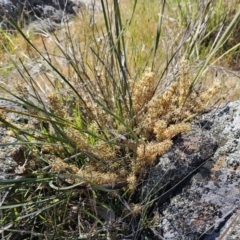 Lomandra multiflora (Many-flowered Matrush) at Belconnen, ACT - 21 Oct 2023 by sangio7