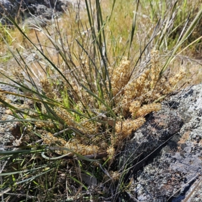 Lomandra multiflora (Many-flowered Matrush) at Belconnen, ACT - 22 Oct 2023 by sangio7