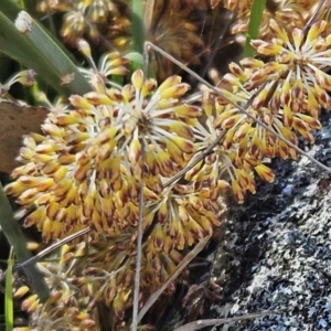 Lomandra multiflora at Belconnen, ACT - 22 Oct 2023
