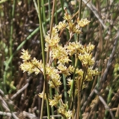 Juncus subsecundus (Finger Rush) at Belconnen, ACT - 22 Oct 2023 by sangio7