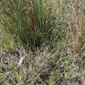 Juncus subsecundus at The Pinnacle - 22 Oct 2023