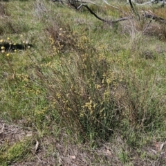 Juncus subsecundus at The Pinnacle - 22 Oct 2023 10:59 AM