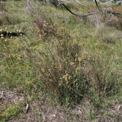 Juncus subsecundus at The Pinnacle - 22 Oct 2023