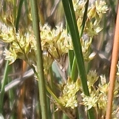 Juncus subsecundus at The Pinnacle - 22 Oct 2023