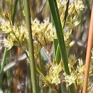 Juncus subsecundus at The Pinnacle - 22 Oct 2023