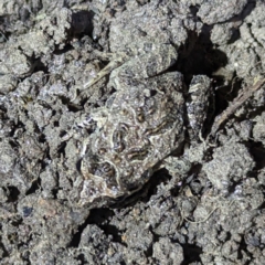 Crinia sp. (genus) at Lions Youth Haven - Westwood Farm A.C.T. - 2 Nov 2023 by HelenCross