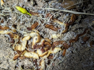 Anzoplana trilineata (A Flatworm) at Stromlo, ACT - 2 Nov 2023 by HelenCross