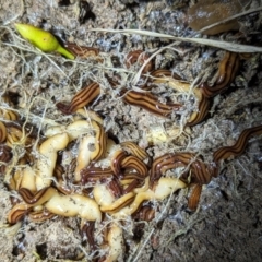 Anzoplana trilineata (A Flatworm) at Stromlo, ACT - 2 Nov 2023 by HelenCross