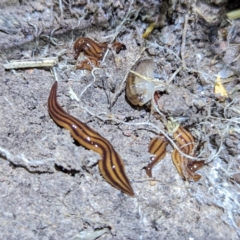 Anzoplana trilineata at Stromlo, ACT - 2 Nov 2023 08:32 PM