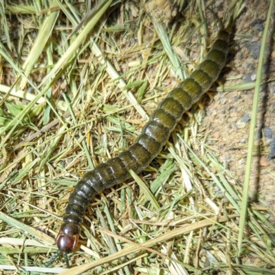 Scolopendromorpha (order) (A centipede) at Lions Youth Haven - Westwood Farm - 2 Nov 2023 by HelenCross