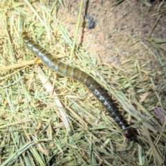 Scolopendromorpha (order) at Lions Youth Haven - Westwood Farm A.C.T. - 2 Nov 2023 08:27 PM