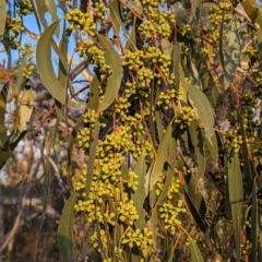 Eucalyptus pauciflora subsp. pauciflora (White Sally, Snow Gum) at Lions Youth Haven - Westwood Farm A.C.T. - 2 Nov 2023 by HelenCross