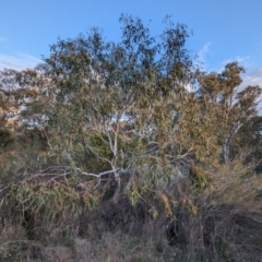 Eucalyptus pauciflora subsp. pauciflora at Lions Youth Haven - Westwood Farm A.C.T. - 2 Nov 2023 07:06 PM