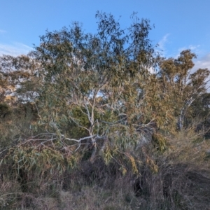 Eucalyptus pauciflora subsp. pauciflora at Lions Youth Haven - Westwood Farm A.C.T. - 2 Nov 2023