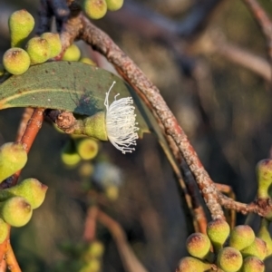 Eucalyptus pauciflora subsp. pauciflora at Lions Youth Haven - Westwood Farm A.C.T. - 2 Nov 2023 07:06 PM