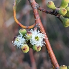 Eucalyptus pauciflora subsp. pauciflora at Lions Youth Haven - Westwood Farm A.C.T. - 2 Nov 2023 07:06 PM