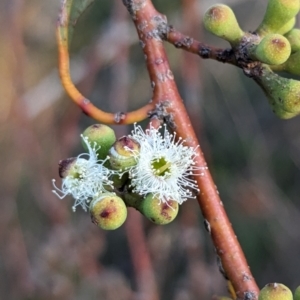 Eucalyptus pauciflora subsp. pauciflora at Lions Youth Haven - Westwood Farm A.C.T. - 2 Nov 2023 07:06 PM