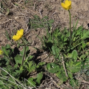 Ranunculus lappaceus at Dry Plain, NSW - 30 Sep 2023