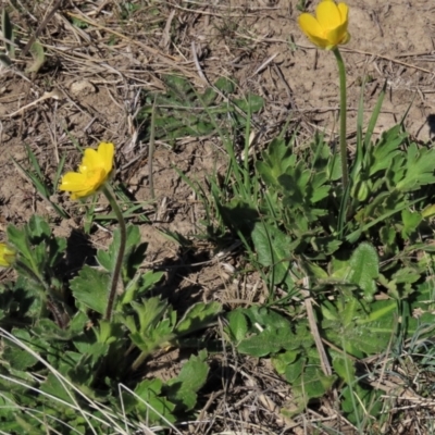 Ranunculus lappaceus (Australian Buttercup) at Dry Plain, NSW - 30 Sep 2023 by AndyRoo