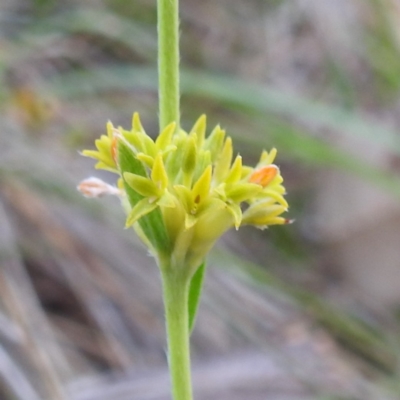 Pimelea curviflora var. sericea (Curved Riceflower) at Lions Youth Haven - Westwood Farm A.C.T. - 2 Nov 2023 by HelenCross