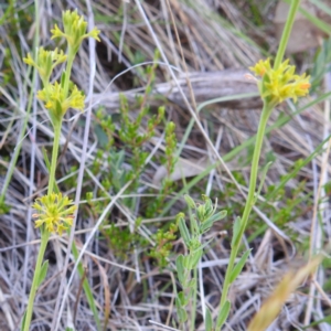 Pimelea curviflora var. sericea at Tuggeranong, ACT - 2 Nov 2023 05:04 PM