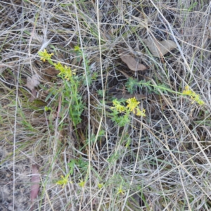 Pimelea curviflora var. sericea at Tuggeranong, ACT - 2 Nov 2023 05:04 PM