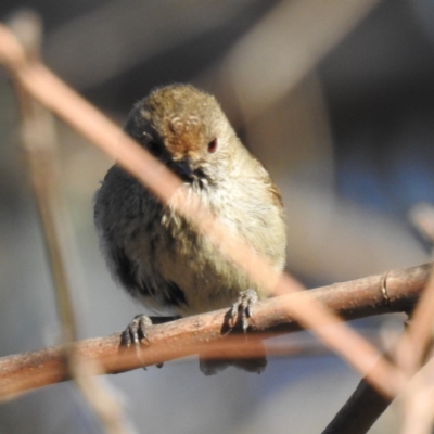 Acanthiza pusilla (Brown Thornbill) at Lions Youth Haven - Westwood Farm A.C.T. - 2 Nov 2023 by HelenCross