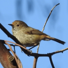 Acanthiza pusilla at Tuggeranong, ACT - 2 Nov 2023