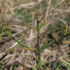 Discaria pubescens (Australian Anchor Plant) at Top Hut TSR - 30 Sep 2023 by AndyRoo