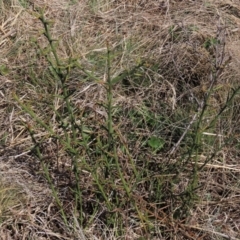 Discaria pubescens at Dry Plain, NSW - 30 Sep 2023 10:38 AM