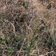 Discaria pubescens at Dry Plain, NSW - 30 Sep 2023 10:38 AM