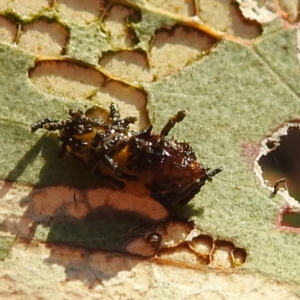 Hypertrophidae sp. (family) at Tuggeranong, ACT - 2 Nov 2023