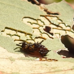 Hypertrophidae sp. (family) at Tuggeranong, ACT - 2 Nov 2023