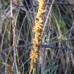 Carex appressa (Tall Sedge) at Lions Youth Haven - Westwood Farm A.C.T. - 2 Nov 2023 by HelenCross