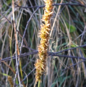 Carex appressa at Tuggeranong, ACT - 2 Nov 2023