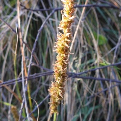 Carex appressa (Tall Sedge) at Lions Youth Haven - Westwood Farm - 2 Nov 2023 by HelenCross