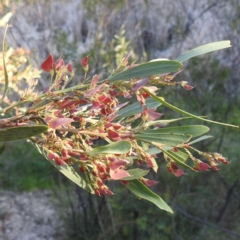 Daviesia mimosoides subsp. mimosoides at Lions Youth Haven - Westwood Farm A.C.T. - 2 Nov 2023 by HelenCross