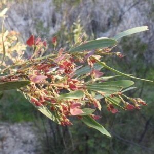 Daviesia mimosoides subsp. mimosoides at Tuggeranong, ACT - 2 Nov 2023