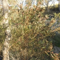 Daviesia mimosoides subsp. mimosoides at Tuggeranong, ACT - 2 Nov 2023