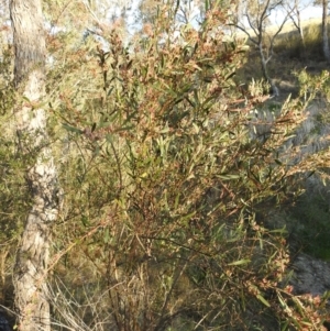 Daviesia mimosoides subsp. mimosoides at Tuggeranong, ACT - 2 Nov 2023