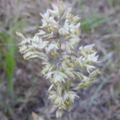 Holcus lanatus (Yorkshire Fog) at Tuggeranong, ACT - 2 Nov 2023 by HelenCross