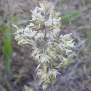 Holcus lanatus at Tuggeranong, ACT - 2 Nov 2023